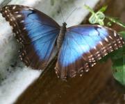 Blue Morpho Butterfly