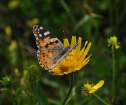 Schmetterling