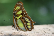 Schmetterling