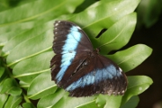 Schmetterling