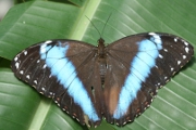 Schmetterling