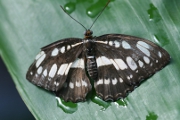 Schmetterling