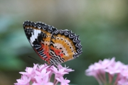 Schmetterling