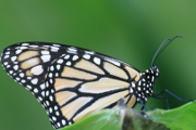 Schmetterling