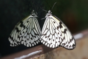 Schmetterling