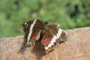 Schmetterling