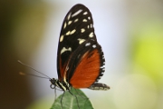 Schmetterling