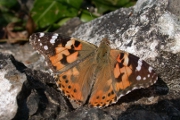 Schmetterling