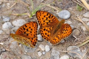 Schmetterling