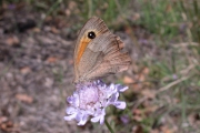 Schmetterling