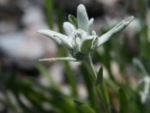 Alpen-Edelweiss