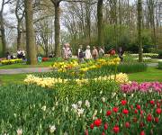 Keukenhof