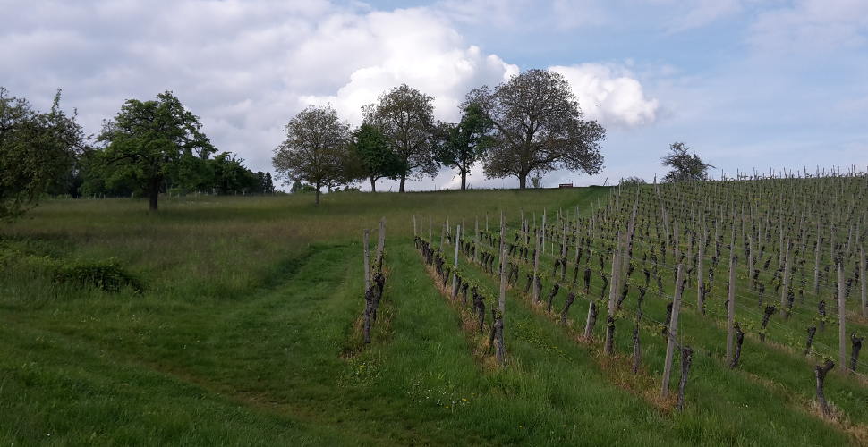 Weinberge in Überlingen