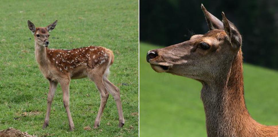 Rehe im Wildpark Aurach