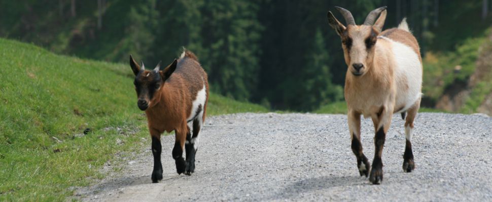 Ziegen im Wildpark Aurach