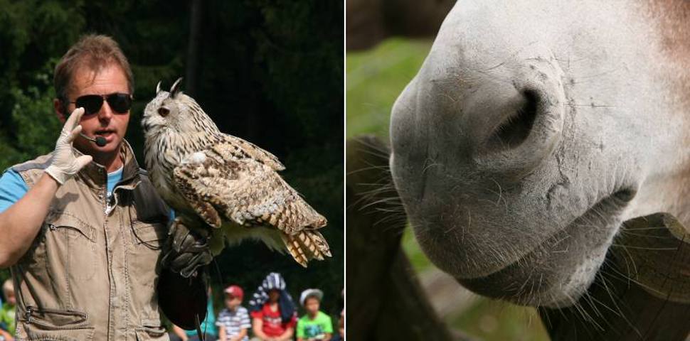 Flugschau im Wildpark Poing