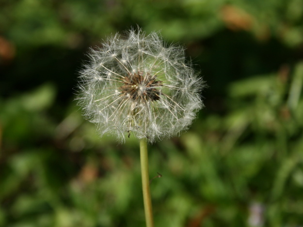 Pusteblume