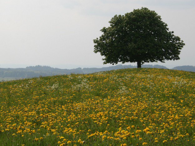 Löwenzahnwiese