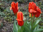 Tulpen